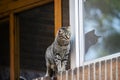 large striped cat leaning on the edge of a window