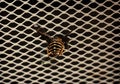 Large striped gadfly crashed and stuck in grille of car radiator. Concept: danger on roads, accident, speeding, mortality, auto