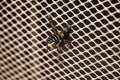 Large striped gadfly crashed and stuck in grille of car radiator. Concept: danger on roads, accident, speeding, mortality, auto