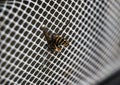 Large striped gadfly crashed and stuck in grille of car radiator. Concept: danger on roads, accident, speeding, mortality, auto