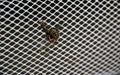 Large striped gadfly crashed and stuck in grille of car radiator. Concept: danger on roads, accident, speeding, mortality, auto