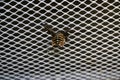 Large striped gadfly crashed and stuck in grille of car radiator. Concept: danger on roads, accident, speeding, mortality, auto