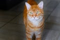 Large striped ginger cat with golden eyes Royalty Free Stock Photo