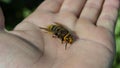 large striped hornet on hand Royalty Free Stock Photo