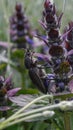 close-up of a large black beetle on a purple flower Royalty Free Stock Photo