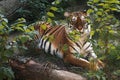 Large striped tiger. Predator. Royalty Free Stock Photo