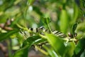 large striped white butterfly close-up