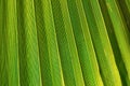 Large Stripes of Spiky Palm Tree Leaf in Golden Sun Flare. Vibrant Green Yellowish Color. Trendy Style. Tropical Vacation Travelin Royalty Free Stock Photo