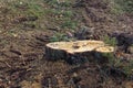 A large stump in a clearing in the forest. The stump was left from a felled tree after felling. Deforestation damage. Royalty Free Stock Photo