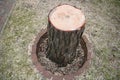 Large stump left over from a pine tree cut down in the yard Royalty Free Stock Photo