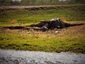 A large stump of an old tree on the river bank Royalty Free Stock Photo