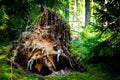 large stump tree roots twisted by the wind Royalty Free Stock Photo