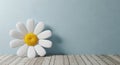 A large, stylized white daisy with a yellow center rests against a pale blue textured wall on a wooden plank floor Royalty Free Stock Photo