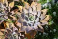 Large succulent flower surrounded by other succulents and small white-flowered shrub, Royalty Free Stock Photo