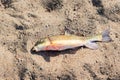 Large sucker fish caught by osprey in Okanagan Lake and dropped onto sandy beach Royalty Free Stock Photo