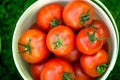 Macro shot of a group of freshly picked red ripe tomatoes.