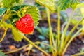 A large red berry of a mature strawberry grows on a branch with Royalty Free Stock Photo