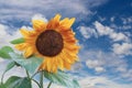 Large Sunflower against blue sky with fluffy clouds Royalty Free Stock Photo