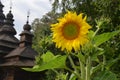 Large sunflower on the background of an old church building