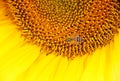 A large sunflower with beautiful yellow petals. At the heart of the flower is a bee. Royalty Free Stock Photo