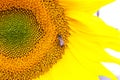 A large sunflower with beautiful yellow petals. At the heart of the flower is a bee. Royalty Free Stock Photo
