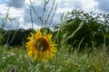 A large sunflower behind tall plants Royalty Free Stock Photo