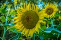 Large sunflower in bloom Royalty Free Stock Photo