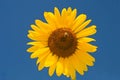 Large sunflower on blue sky Royalty Free Stock Photo