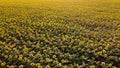 Large sunflower field. Big field of blooming sunflowers on sunny summer day Royalty Free Stock Photo