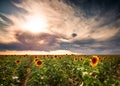 A Very Large Sunflower Field Panorama