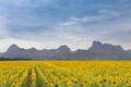 Large sunflower field plant with mountain background Royalty Free Stock Photo