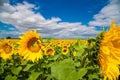 Large sunflower field, wide angle shoot