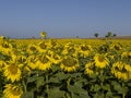 large sunflower fields, industrial cultivation and therapeutically magnificent views