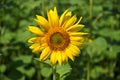 Large sunflower flower, close-up shot. Yellow flower Royalty Free Stock Photo