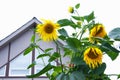 large sunflower flowers on the background of a country house Royalty Free Stock Photo