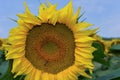 Large sunflower in full bloom