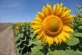 Large sunflower head near cracked ground Royalty Free Stock Photo