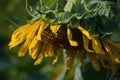 LARGE SUNFLOWER HEAD WITH SUNLIGHT ON YELLOW PETALS