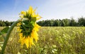 A large sunflower photographed from behind Royalty Free Stock Photo