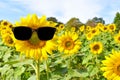 A large sunflower stands in the field with sunglasses in the summer Royalty Free Stock Photo