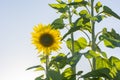 Large sunflower with two plants alongside.
