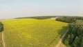 Large sunflowers field near forest