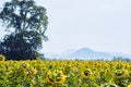 Large sunflowers fields in nature with mountain background