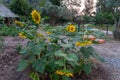 Large Sunflowers in full bloom on small farm Royalty Free Stock Photo