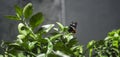 A large swallowtail butterfly, beautiful Pachliopta hector butterfly laying eggs in the lime tree leaves side view photograph Royalty Free Stock Photo