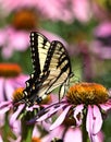 Large Swallowtail Royalty Free Stock Photo