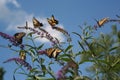 Flock of Tiger Swallowtail butterflies feed on a summer afternoon