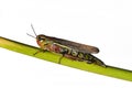 Large colorful swamp grasshopper Mecostethus grossus Royalty Free Stock Photo