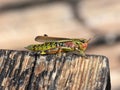 Large colorful swamp grasshopper Mecostethus grossus Royalty Free Stock Photo