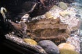 A large swamp turtle sits in the terrarium